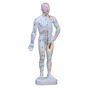 Body acupuncture model(26CM)